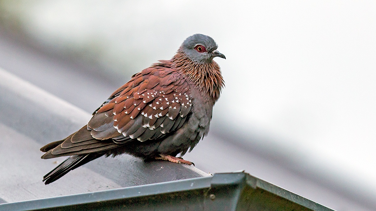 Speckled Pigeon [Columba guinea phaeonota]