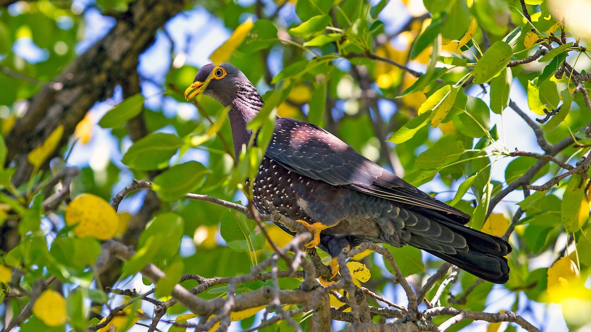 African Olive Pigeon [Columba arquatrix]