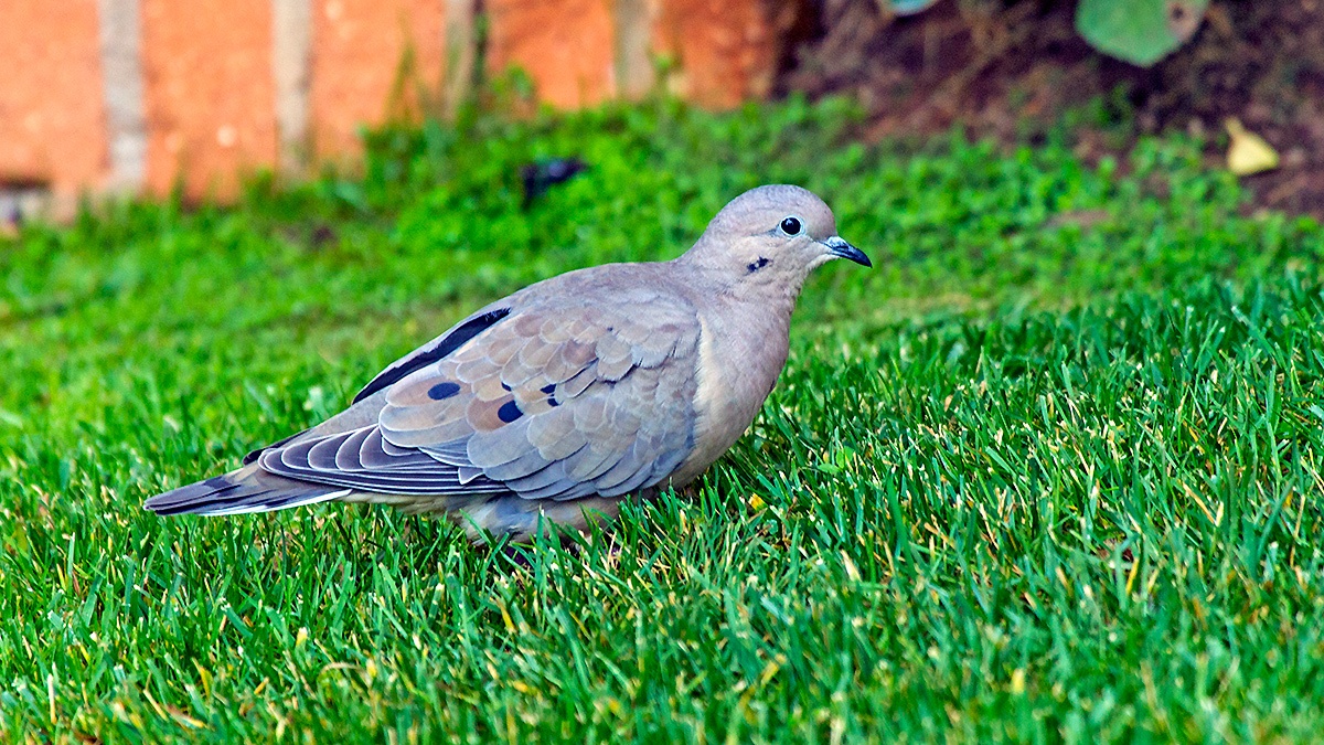 Eared Dove [Zenaida auriculata auriculata]