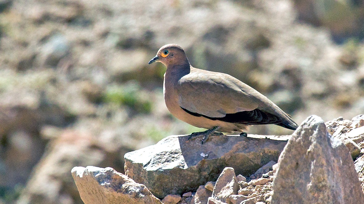 Black-winged Ground Dove [Metriopelias melanoptera melanoptera]