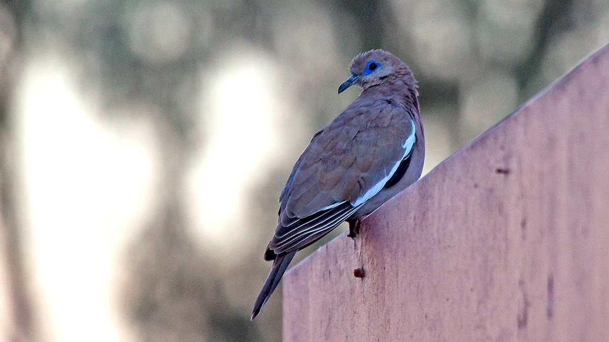 West Peruvian Dove [Zenaida meloda]