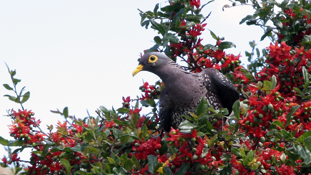 African Olive Pigeon [Columba arquatrix]