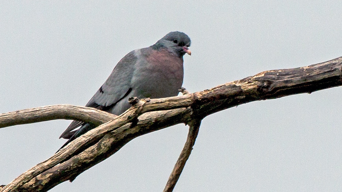 Stock Dove [Columba oenas oenas]