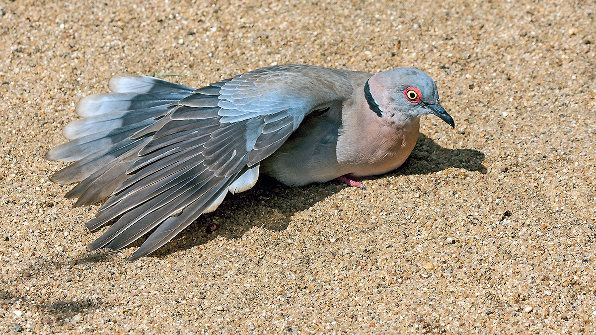 Mourning Collared Dove [Streptopelia decipiens ambigua]