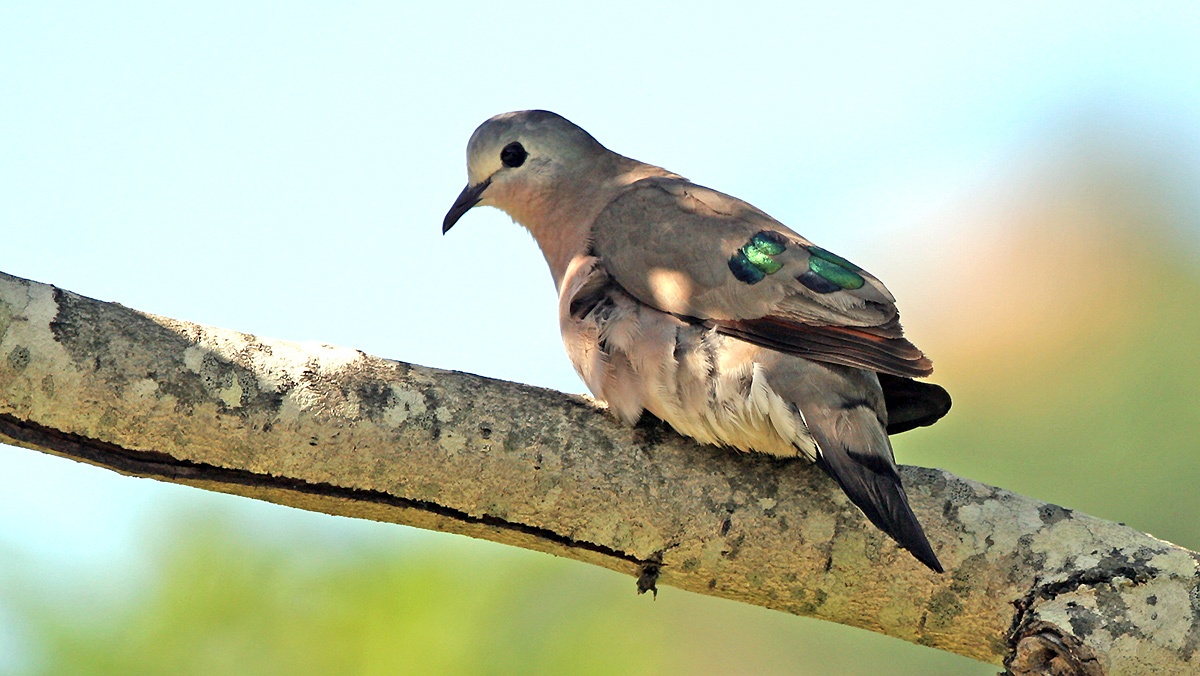 Emerald-spotted Wood Dove [Turtur chalcospilos]