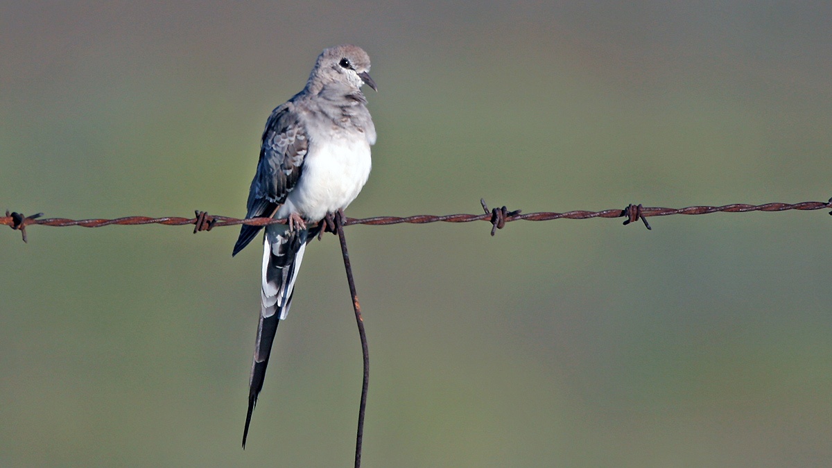 Namaqua Dove [Oena capensis capensis]