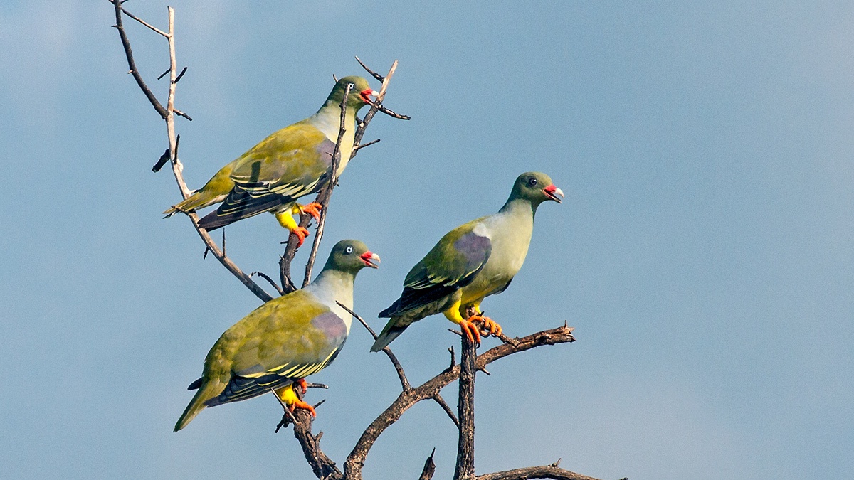 African Green Pigeon [Treron calvus delalandii]