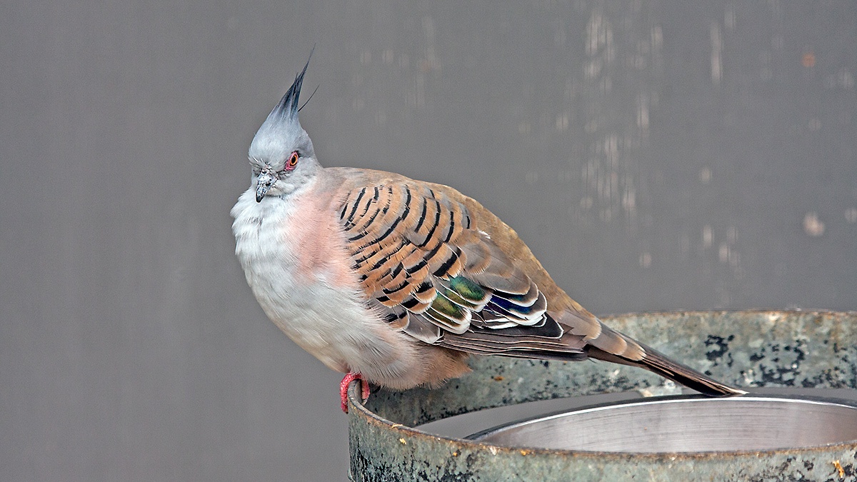 Crested Pigeon [Ocyphaps lophotes]