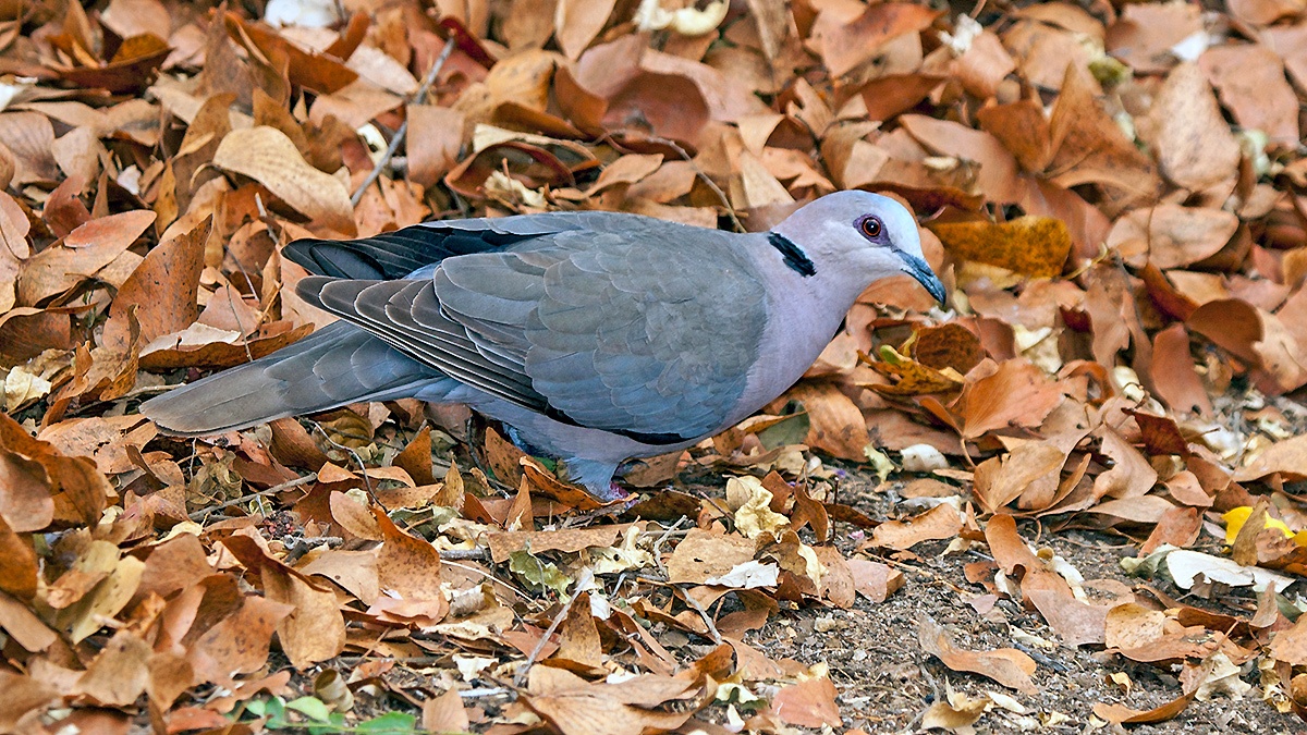 Red-eyed Dove [Streptopelia semitorquata]