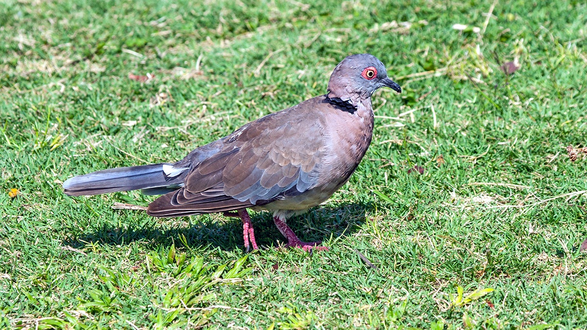 Mourning Collared Dove [Streptopelia decipiens ambigua]