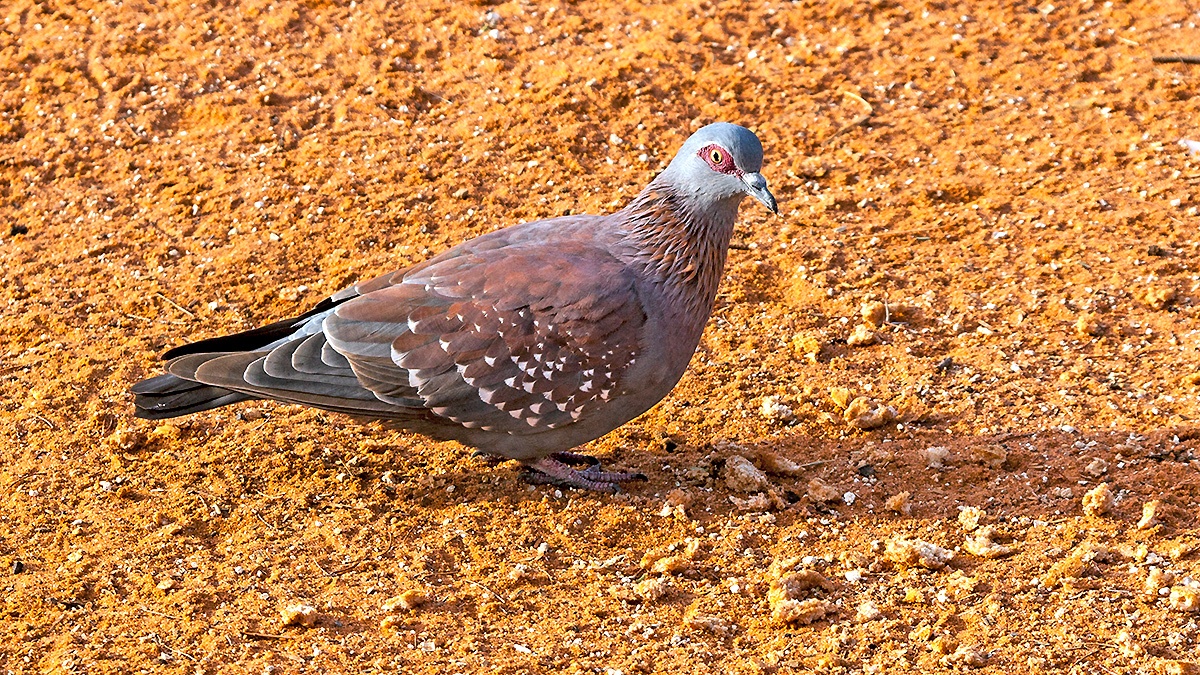 Speckled Pigeon [Columba guinea phaeonota]