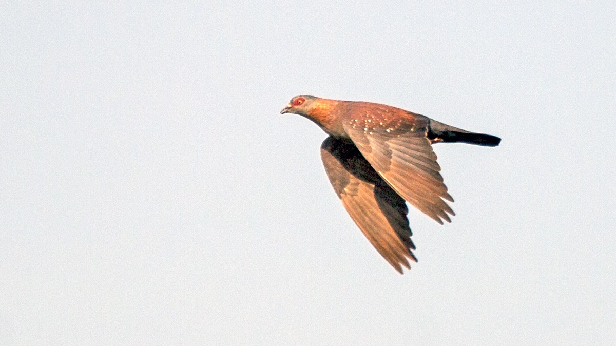 Speckled Pigeon [Columba guinea phaeonota]