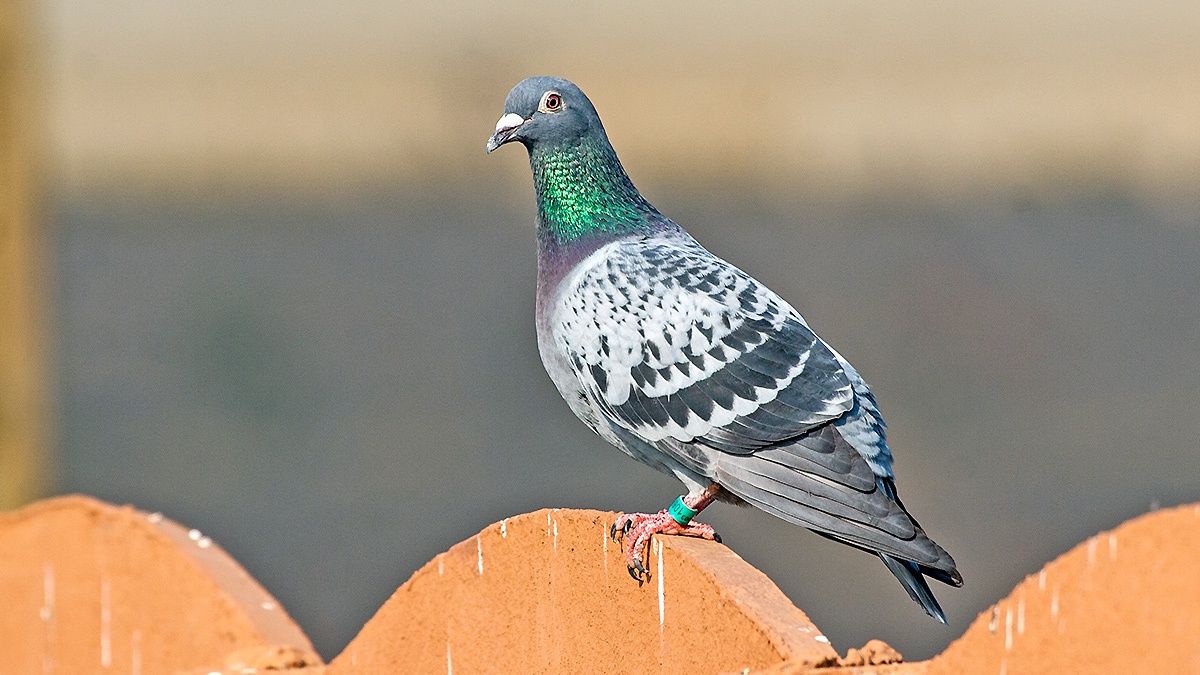 Rock Dove [Columba livia]
