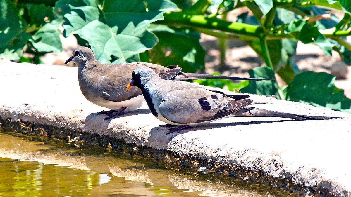 Namaqua Dove [Oena capensis capensis]