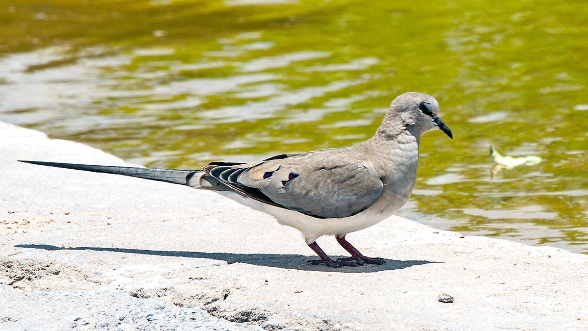 Namaqua Dove [Oena capensis capensis]
