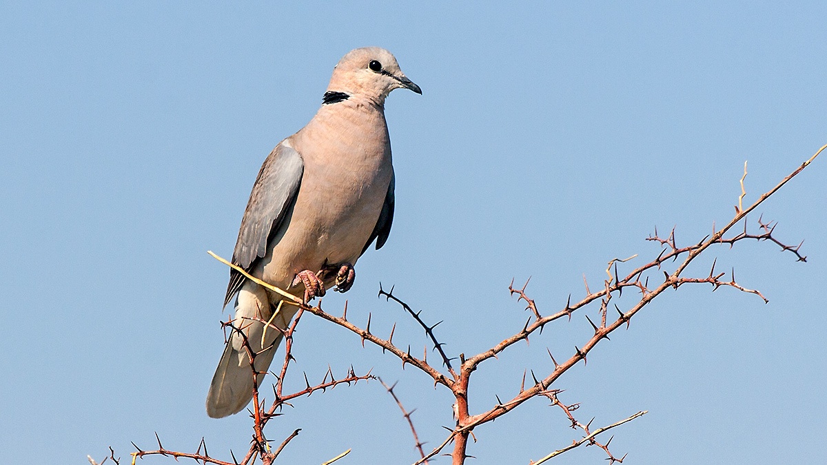 Ring-necked Dove [Streptopelia capicola damarensis]