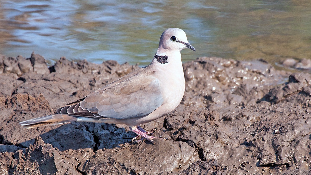 Ring-necked Dove [Streptopelia capicola tropica]