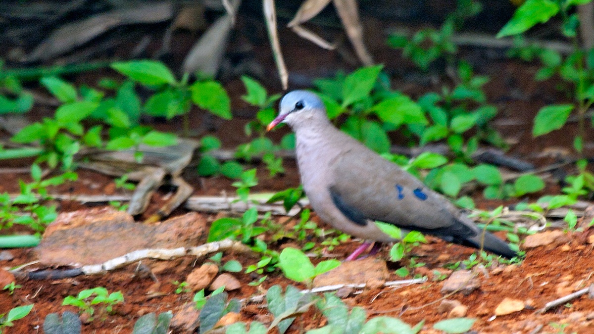 Blue-spotted Wood Dove [Turtur afer]