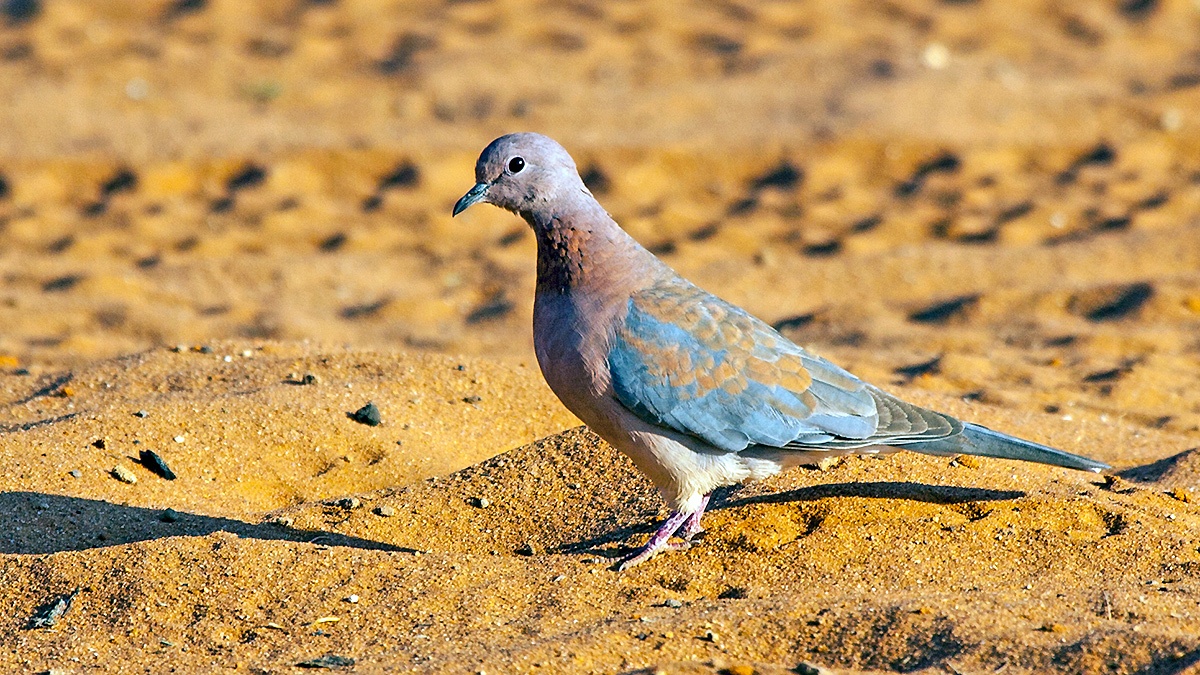Laughing Dove [Spilopelia senegalensis senegalensis]