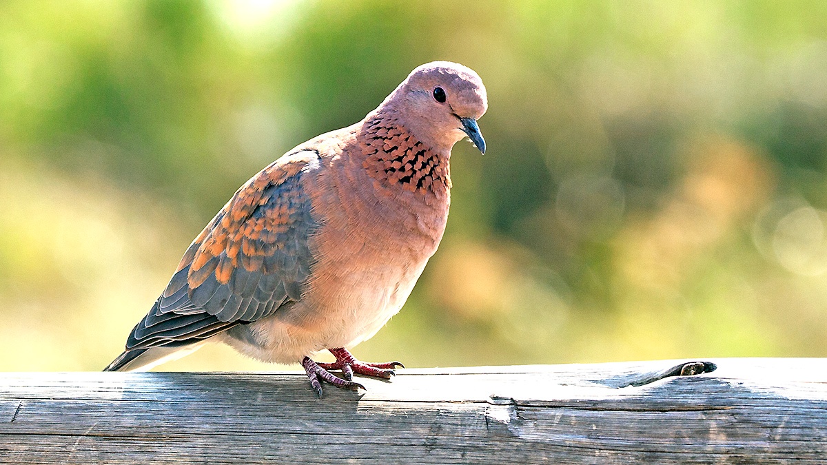 Laughing Dove [Spilopelia senegalensis senegalensis]