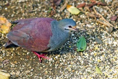 Buff-fronted Quail-Dove [Zentrygon costaricensis]