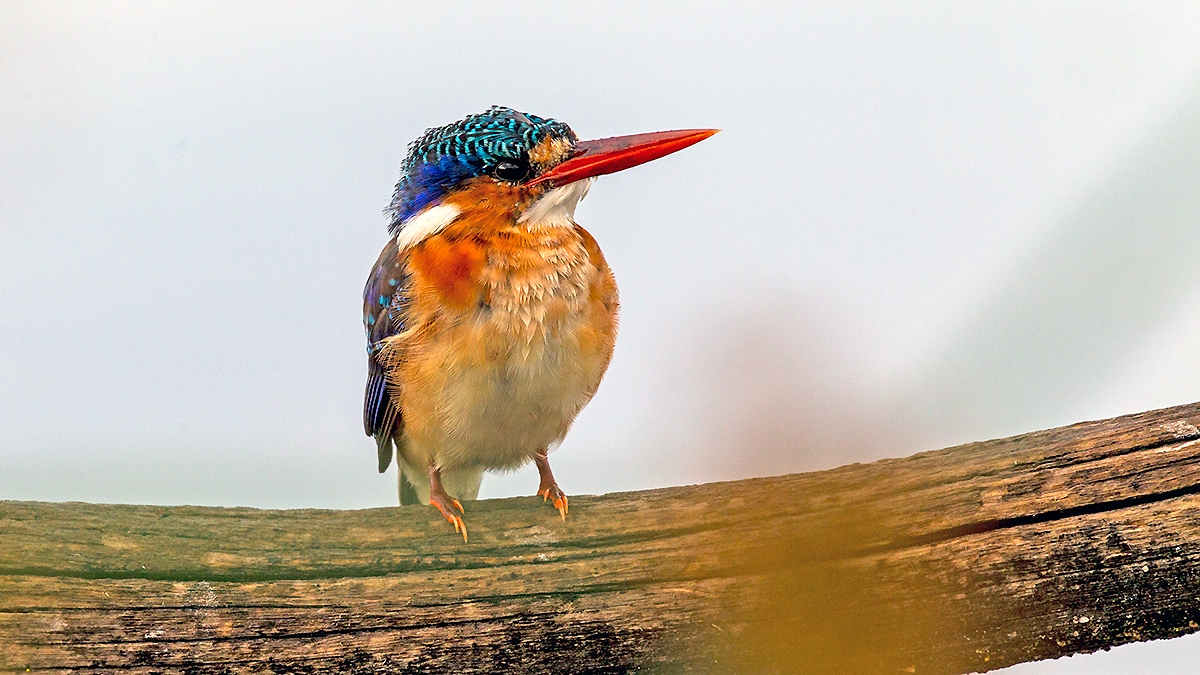 Malachite Kingfisher [Corythornis cristatus cristatus]