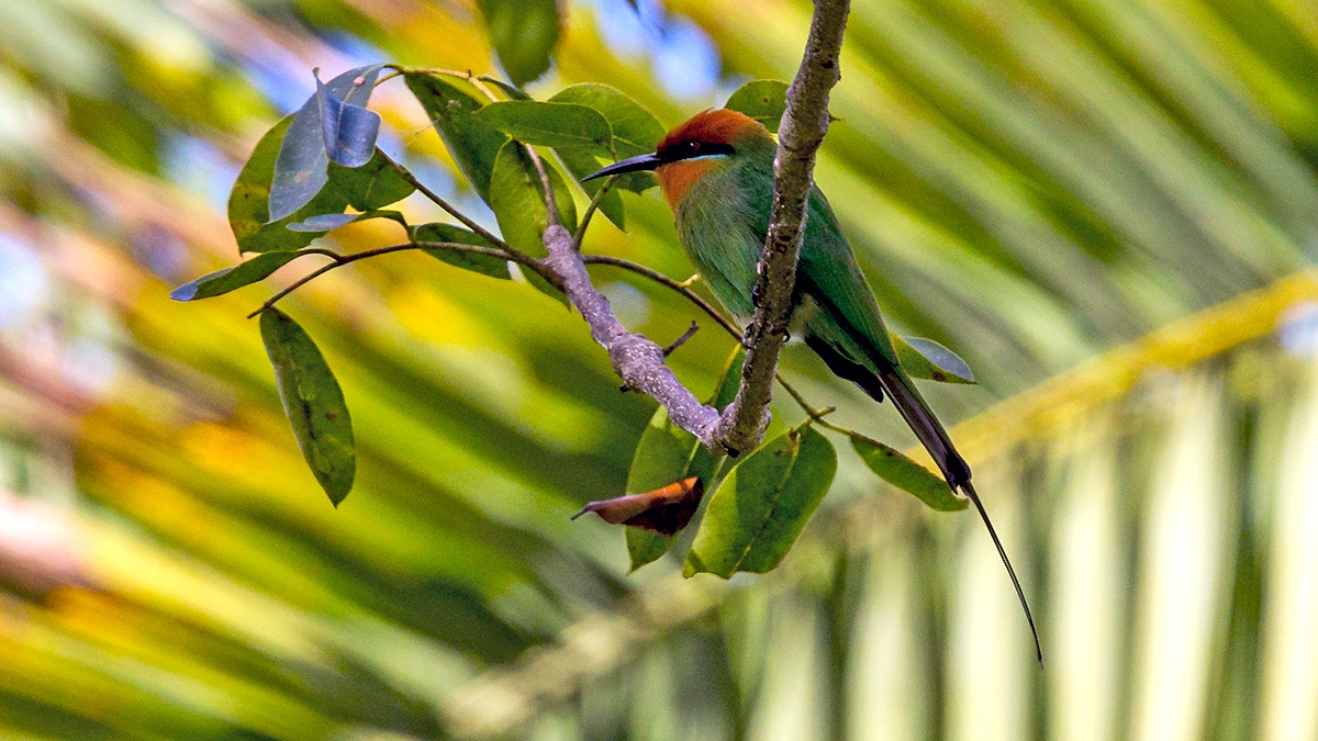 Böhm's Bee-eater [Merops boehmi]