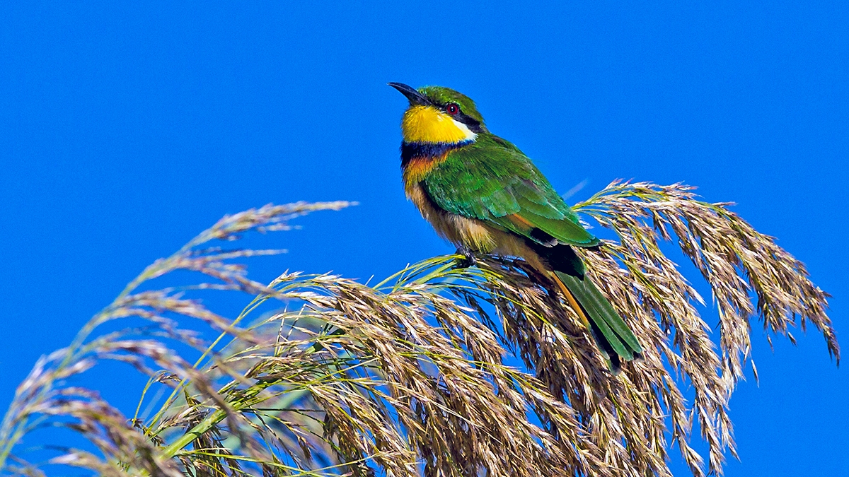Blue-breasted Bee-eater [Merops variegatus bangweoloensis]