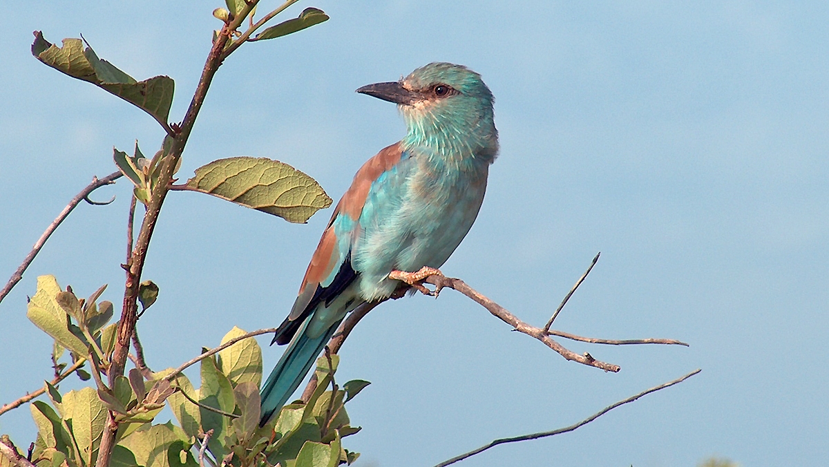 European Roller [Coracias garrulus garrulus]
