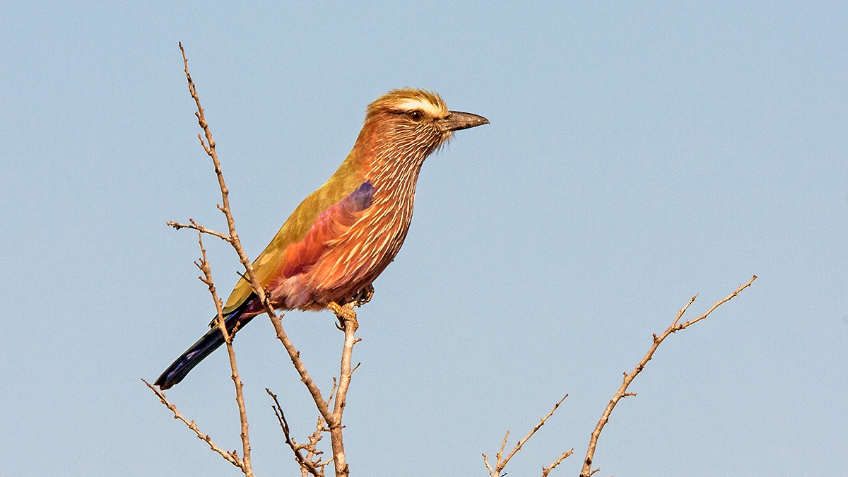 Purple Roller [Coracias naevius mosambicus]