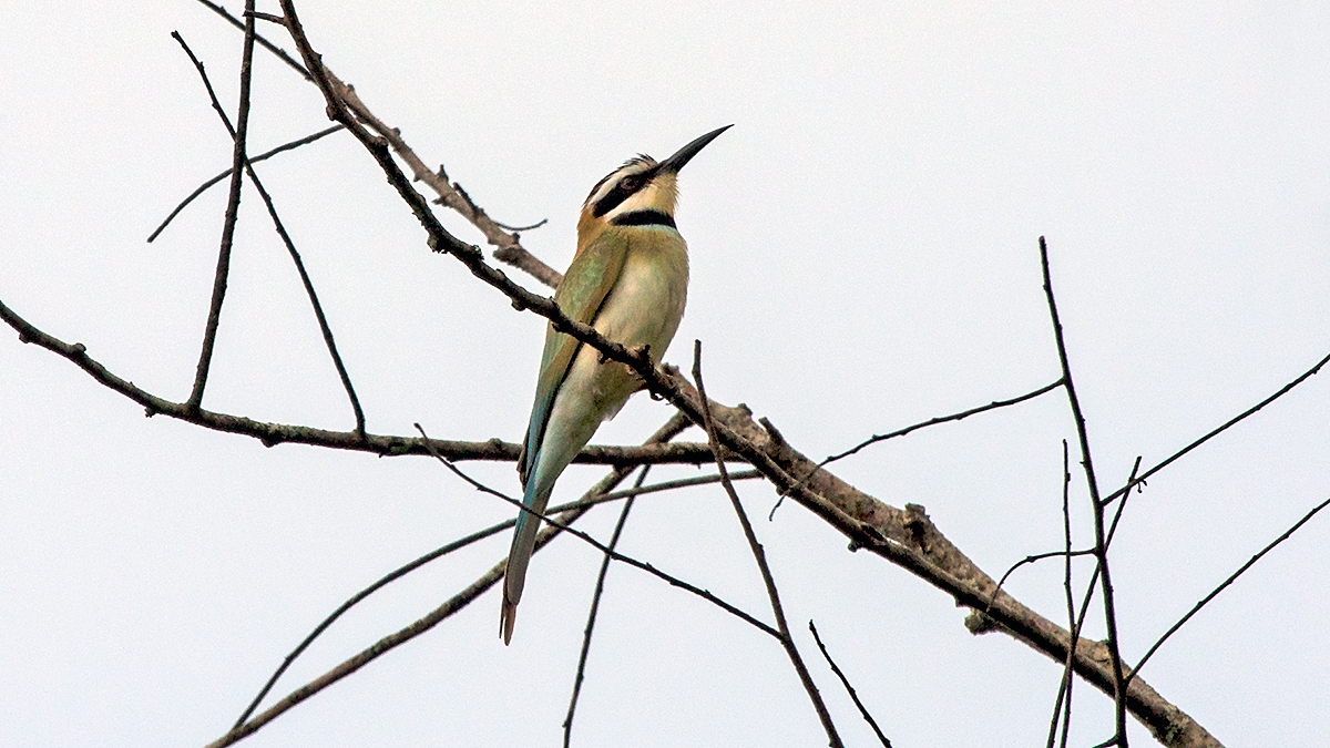 White-throated Bee-eater [Merops albicollis]
