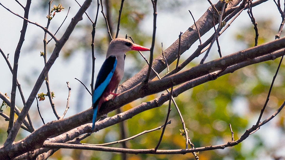 Grey-headed Kingfisher [Halcyon leucocephala leucocephala]