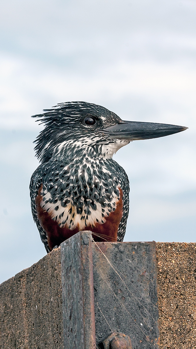 Giant Kingfisher [Megaceryle maxima maxima]
