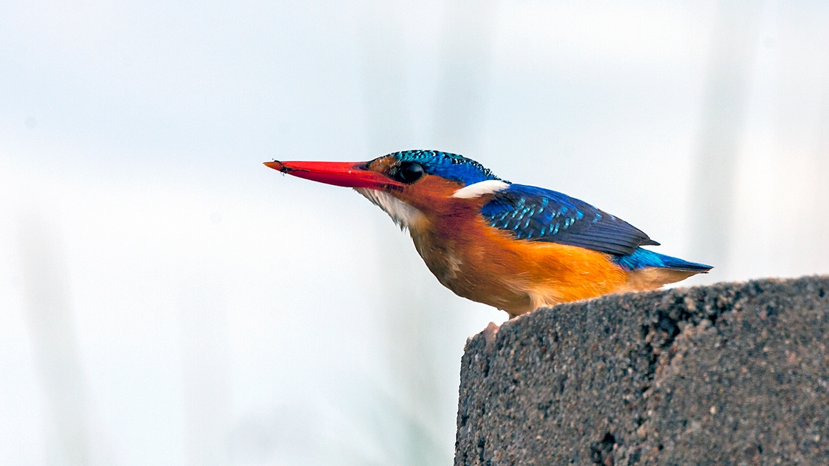 Malachite Kingfisher [Corythornis cristatus cristatus]