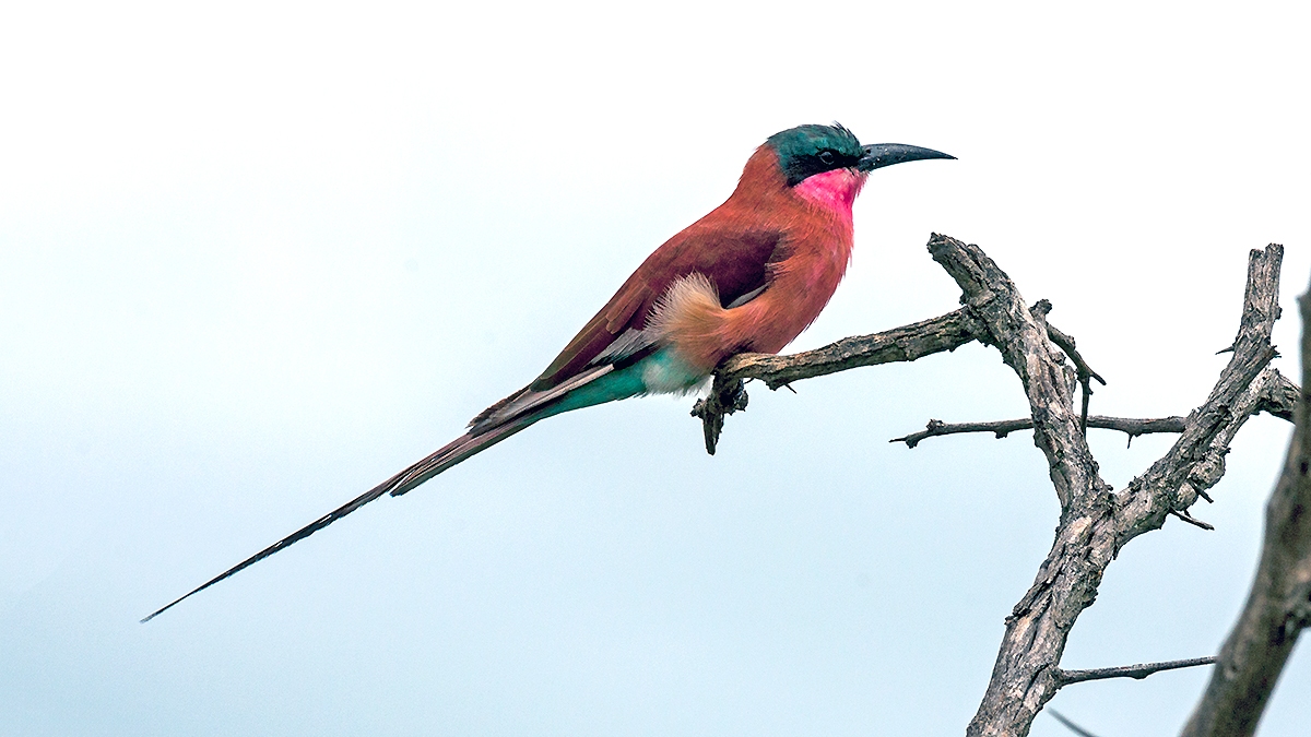 Southern Carmine Bee-eater [Merops nubicoides]