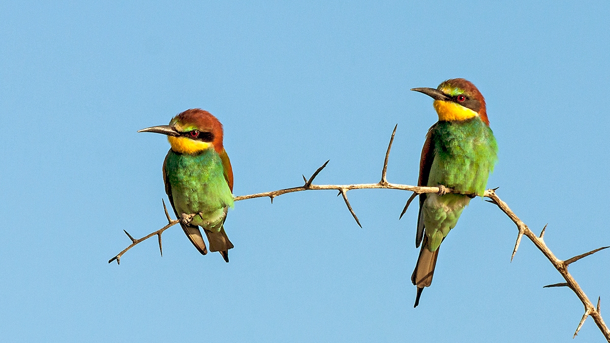 European Bee-eater [Merops apiaster]