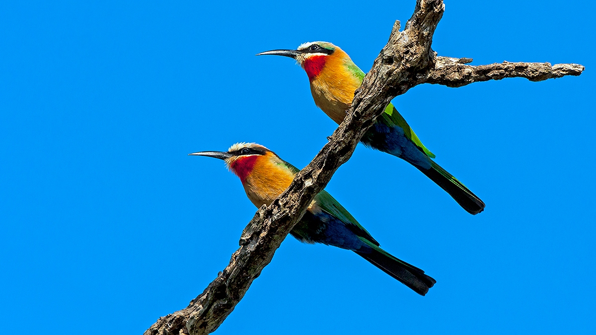 White-fronted Bee-eater [Merops bullockoides]