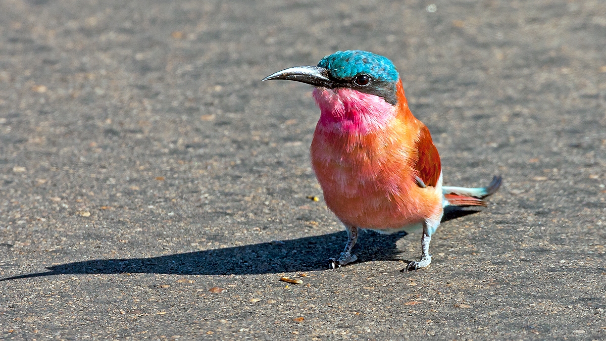 Southern Carmine Bee-eater [Merops nubicoides]