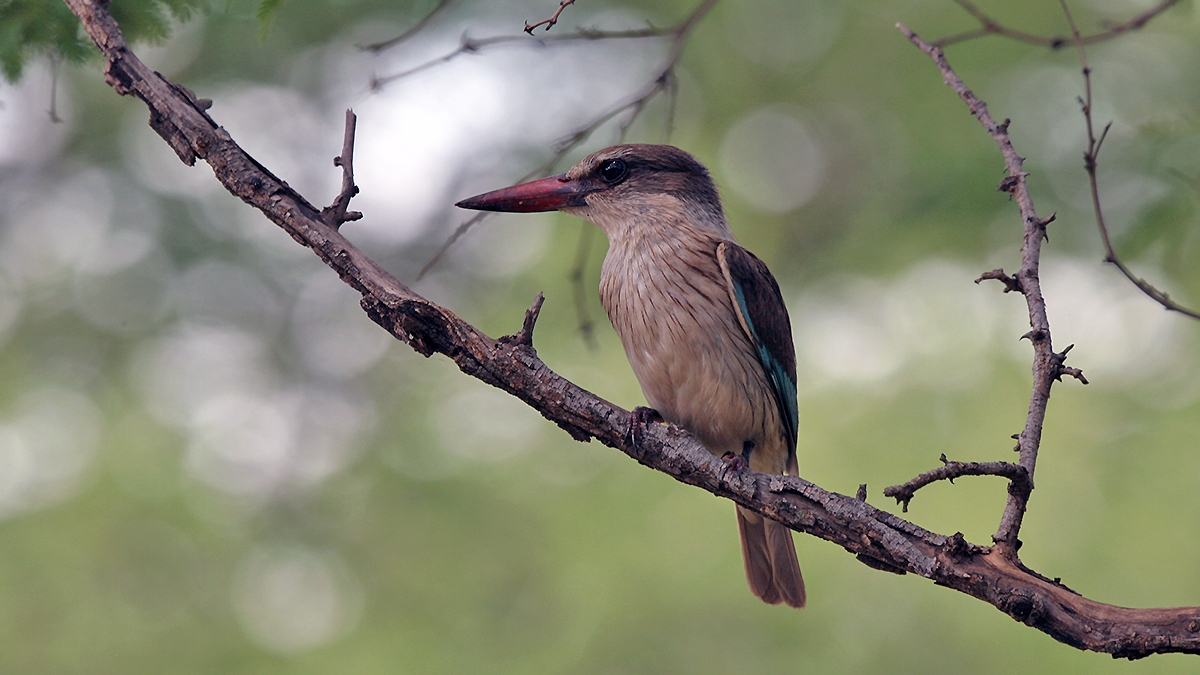 Brown-hooded Kingfisher [Halcyon albiventris vociferans]