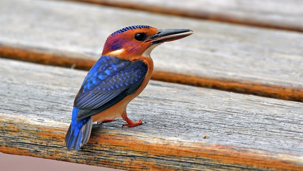 African Pygmy Kingfisher [Ispidina picta natalensis]