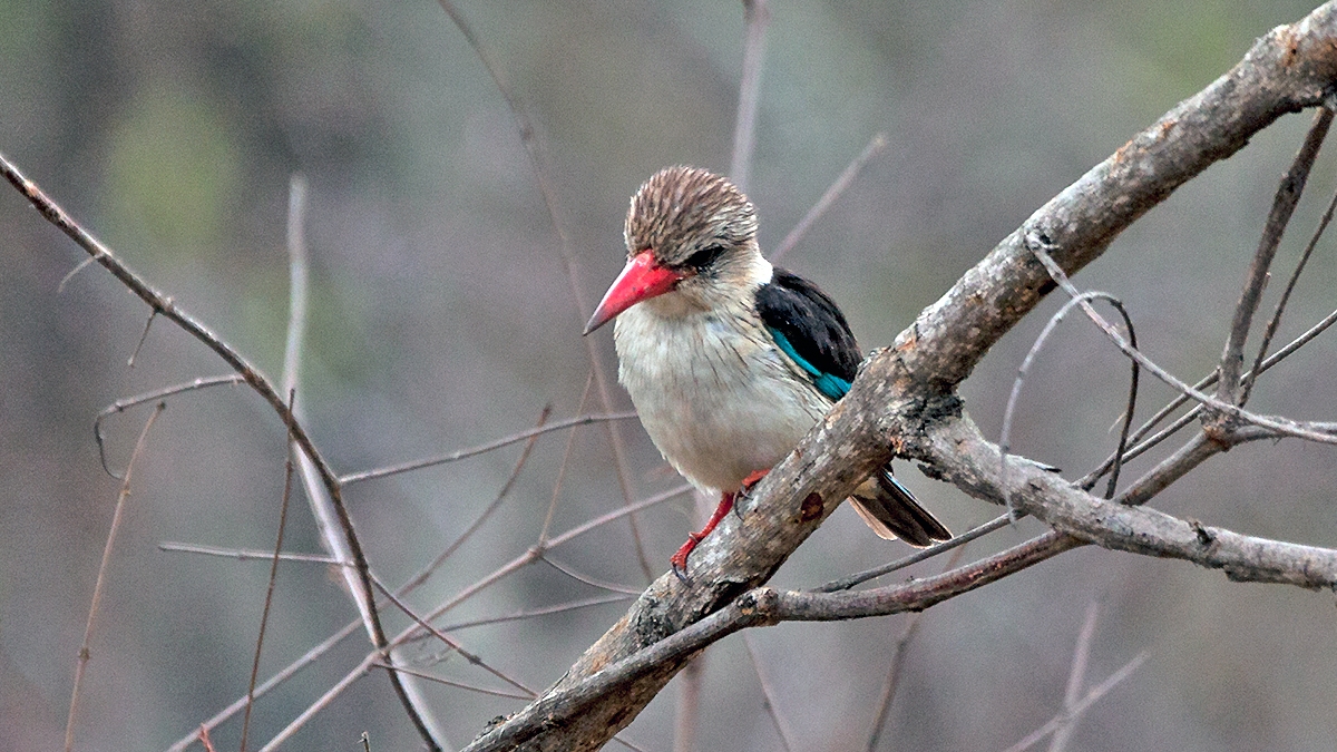 Brown-hooded Kingfisher [Halcyon albiventris vociferans]
