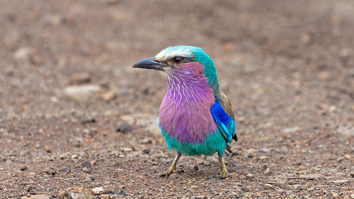 Lilac-breasted Roller [Coracias caudatus caudatus]