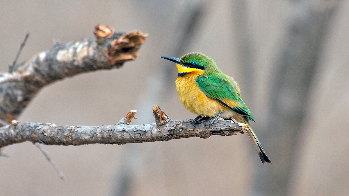 Little Bee-eater [Merops pusillus meridionalis]