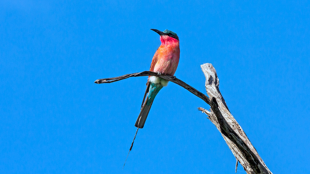 Southern Carmine Bee-eater [Merops nubicoides]