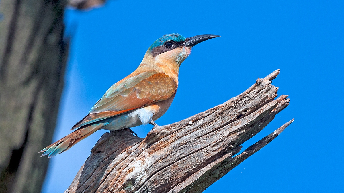 Southern Carmine Bee-eater [Merops nubicoides]