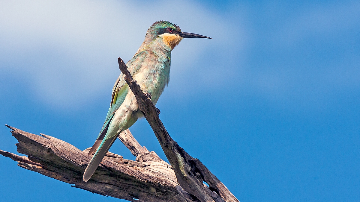 Blue-cheeked Bee-eater [Merops persicus persicus]