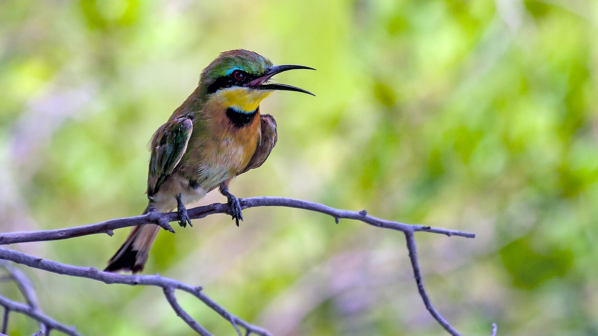 Little Bee-eater [Merops pusillus meridionalis]