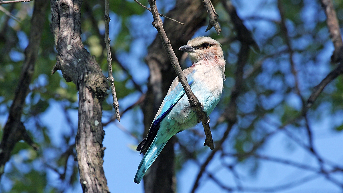 Lilac-breasted Roller [Coracias caudatus caudatus]
