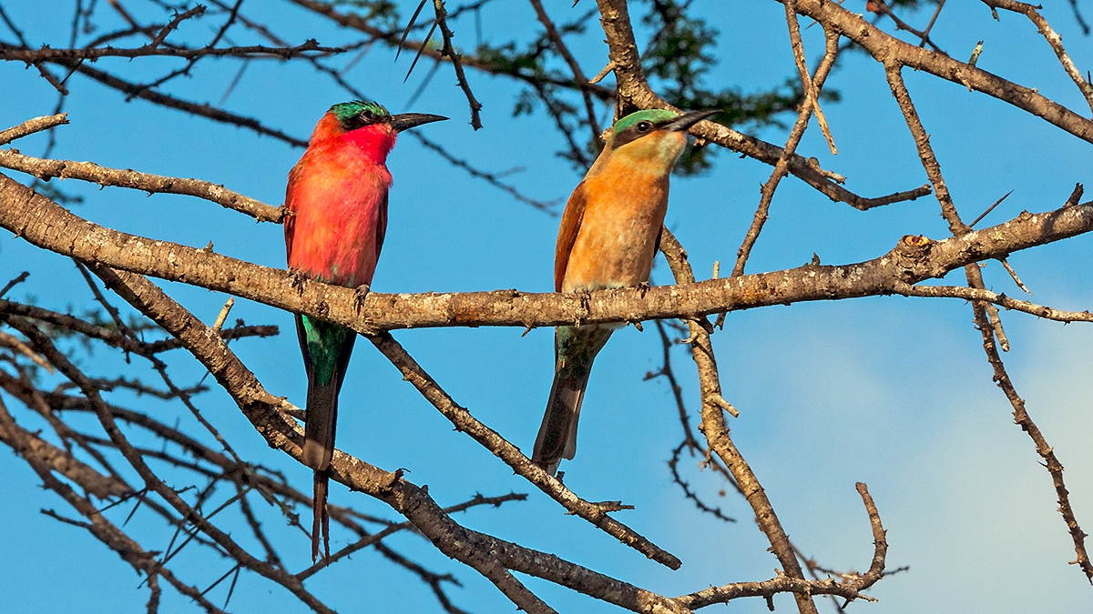 Southern Carmine Bee-eater [Merops nubicoides]