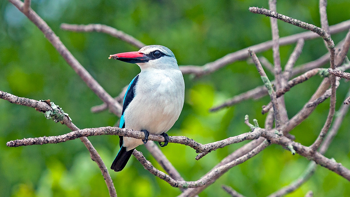 Woodland Kingfisher [Halcyon senegalensis cyanoleuca]
